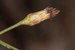 Perennial saltmarsh aster